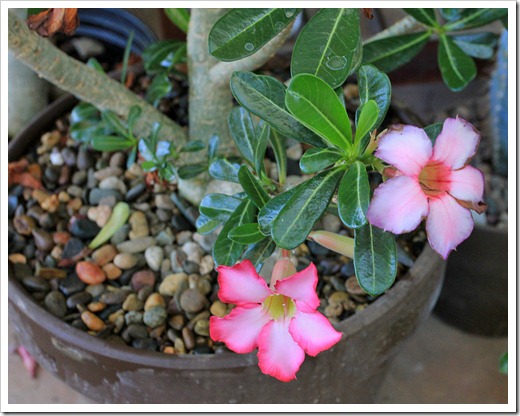 120812_Adenium-obesum