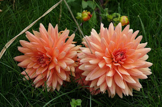 Image: Dahlia Flowers in July, by André SAAD  on Pixabay