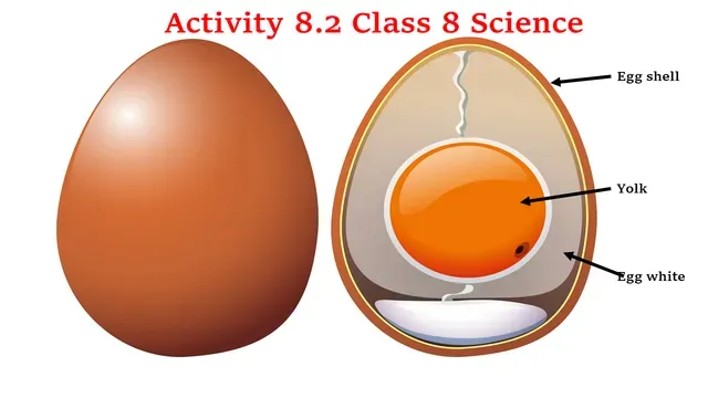 Activity 8.2 Class 8 Science Chapter 8 Solution