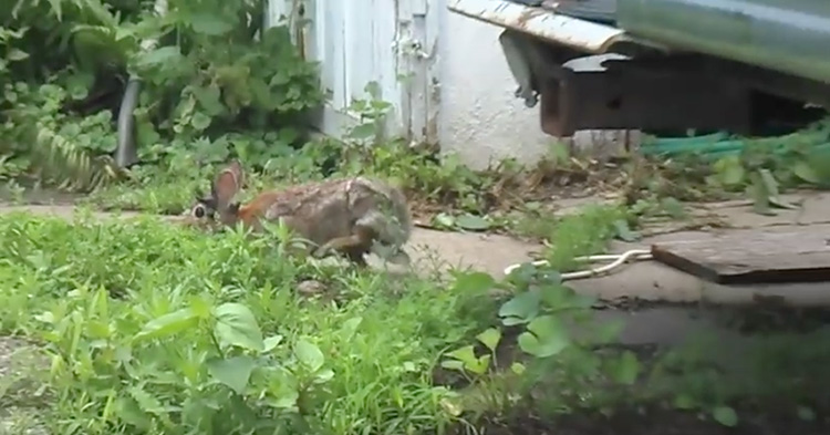 A rare looking rabbit spotted in a backyard.