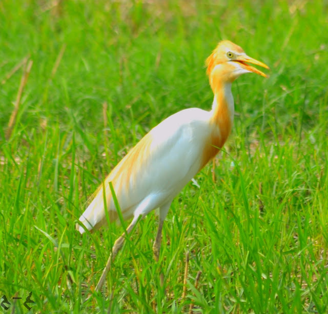 The cattle egret (Bubulcus ibis)