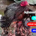 Cara Mengatasi Perawatan Ayam Bangkok Aduan Di Cuaca Hujan