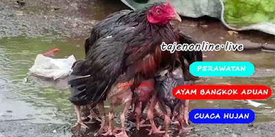 Cara Mengatasi Perawatan Ayam Bangkok Aduan Di Cuaca Hujan