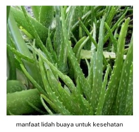 Manfaat lidah buaya untuk kesehatan