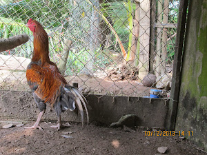 "Vietnamese Fighting Cock" in Ben Tre Village.