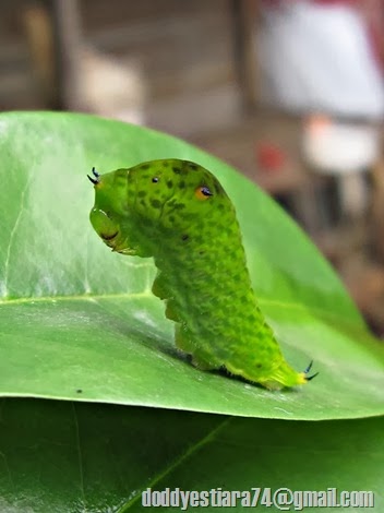 Ulat kupu-kupu Tailed Jay (Graphium agamemnon) sedang bersiap untuk berganti kulit. 