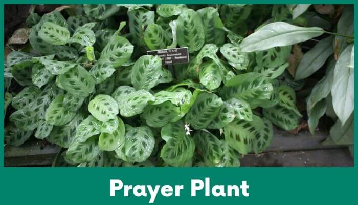 Prayer Plant