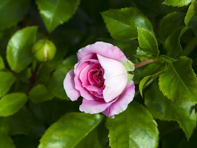 foto de rosa en rosal