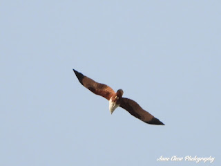 Brahminy Kite in Flight