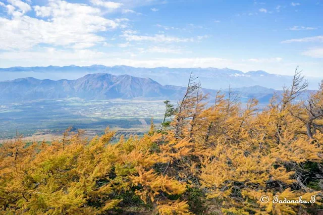 カラマツの紅葉（黄葉）と富士山四合目・奥庭展望台からの景色