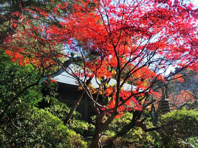  浄光明寺の紅葉