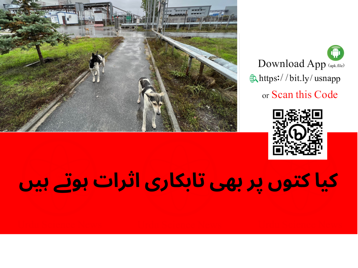 In the first genetic analysis of these animals, scientists have discovered that dogs living in the power plant industrial area are genetically distinct from dogs living farther away.  Though the team could distinguish between dog populations, the researchers did not pinpoint radiation as the reason for any genetic differences. But future studies that build on the findings, reported March 3 in Science Advances, may help uncover how radioactive environments leave their mark on animal genomes