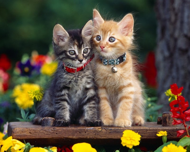 18+ New Cute Cat Wallpaper, Trend Terbaru!