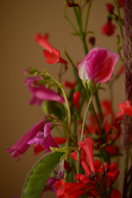 sweet pea, old spice, russelia, penstemon, desert garden, small sunny garden, amy myers, monday vase meme