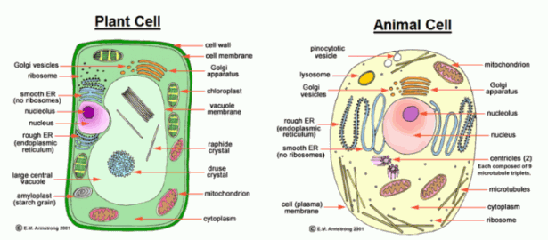 Organel Sel: Struktur, Fungsi dan Gambar