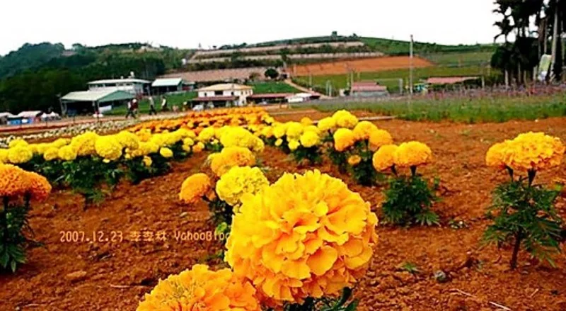 南投埔里花海景點｜彩虹花海－南投大坪頂花卉嘉年華－大坪頂花海