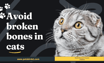 Cat Bone Fractures | What Is A Bone Fracture?