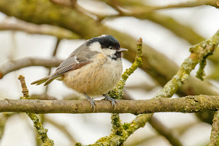 Coal tit DFBridgeman