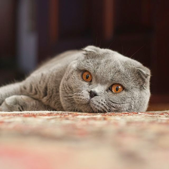 https://www.fiverr.com/loleta/deliver-5plr-ebooks-and-4plr-articles-about-scottish-fold-cats