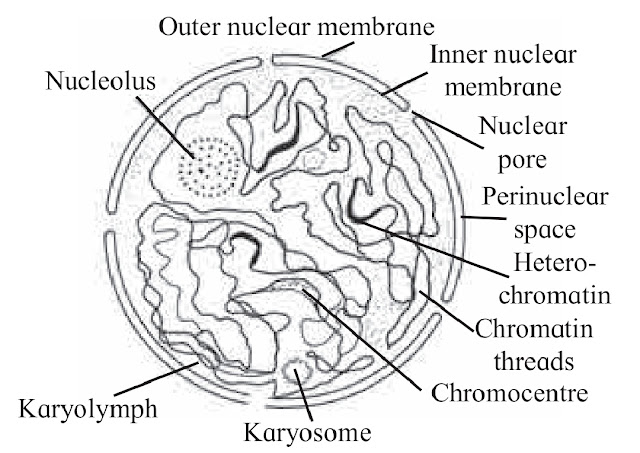 Components of Eukaryotic cell