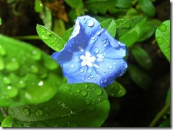 HD Vista Wallpapers (5)