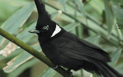 burung cililin hitam