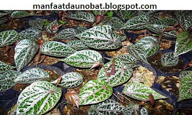 manfaat khasiat daun sirih