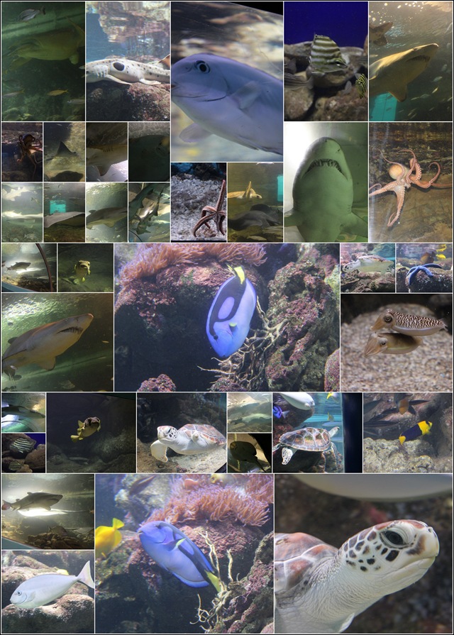 fish