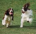 springer spaniels at play