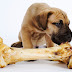 FDA Warns Dog Owners about Processed bone treats