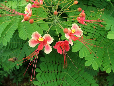 Fern Plant Picture