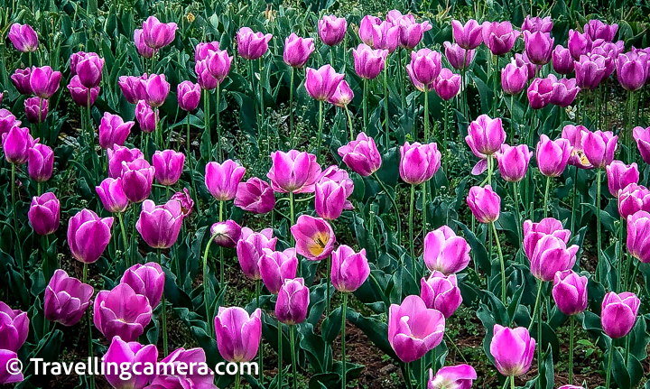 In the 16th century, the West finally discovered tulips when Western diplomats to the Ottoman court observed and reported on them. Europe adopted these flowers in a frenzy and this period of haste and eagerness to plant tulips in Europe is known as "Tulip Mania"
