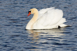 Bütykös hattyú, Mute Swan, Höckerschwan, Cygnus olor