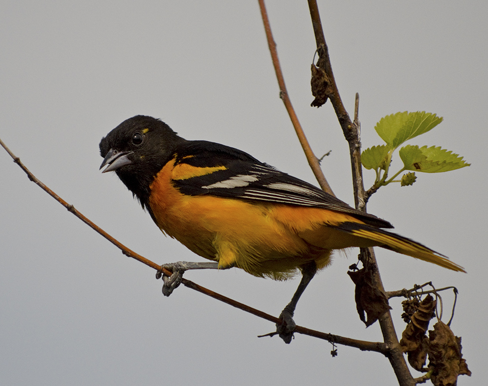 The next s a Baltimore Oriole taken with the Nikon D7000 both captures were