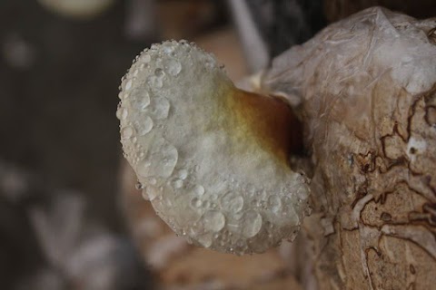 Reishi Mushroom classes | Ganoderma mushroom classes | Maharashtra | India