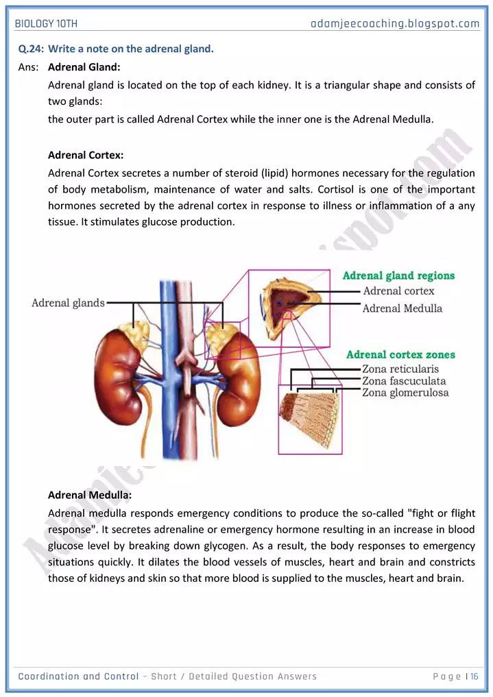 coordination-and-control-short-and-detailed-answer-questions-biology-10th