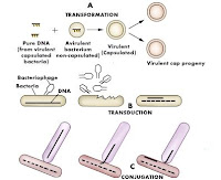 Genetic bacteria