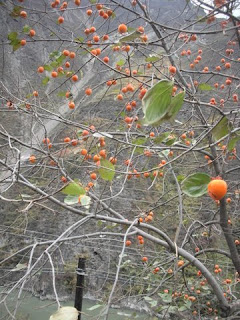 願茂縣十里舖柿柿如意