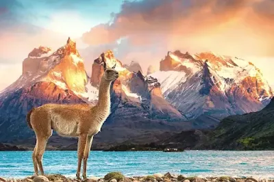 Patagonia: Nature's Grandeur, Wildlife Havens, and Cultural Treasures