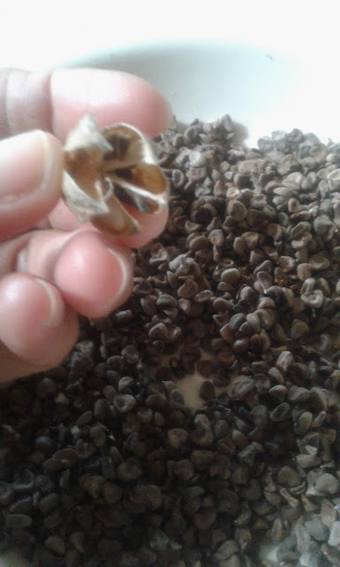 How to Collect Jamaican Sorrel Seeds for Propagation