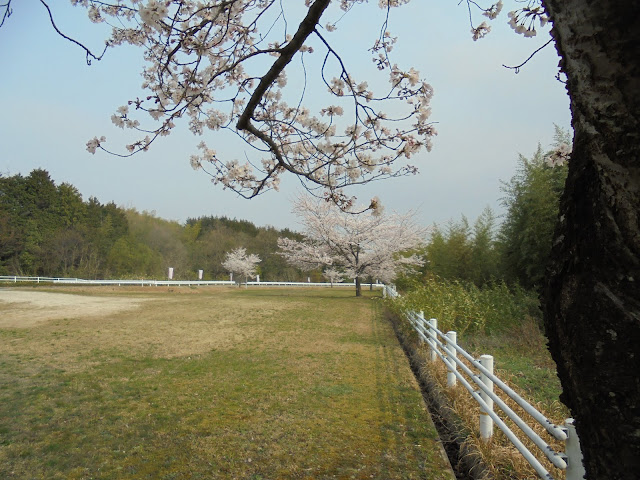 とっとり花回廊の駐車場のソメイヨシノ桜