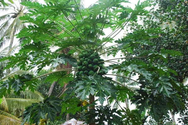 Nanniode Aquaponics RDC: Aquaponics Mix powdered fertilizer for Papaya 