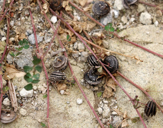 A close up of the snails clustered on the plant