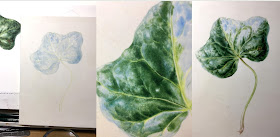 Process of painting and ivy leaf on vellum in stages