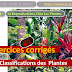 Télécharger | Exercices Corrigés | Tronc commun  Sciences  > La Classifications des  Plantes  (TCS Biof)  SVT  #1