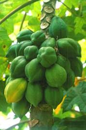 La Papaya - Tratamientos Naturales Mataró