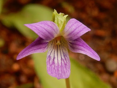 小菫菜的花