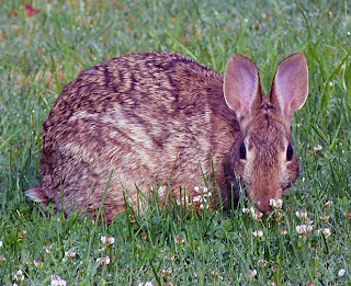 Wild rabbit