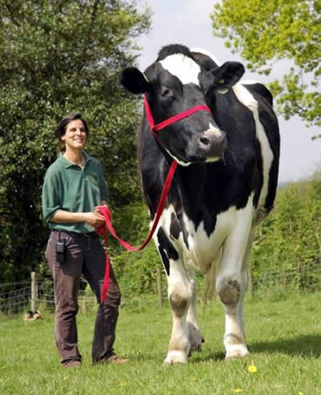 World’s Biggest Cow