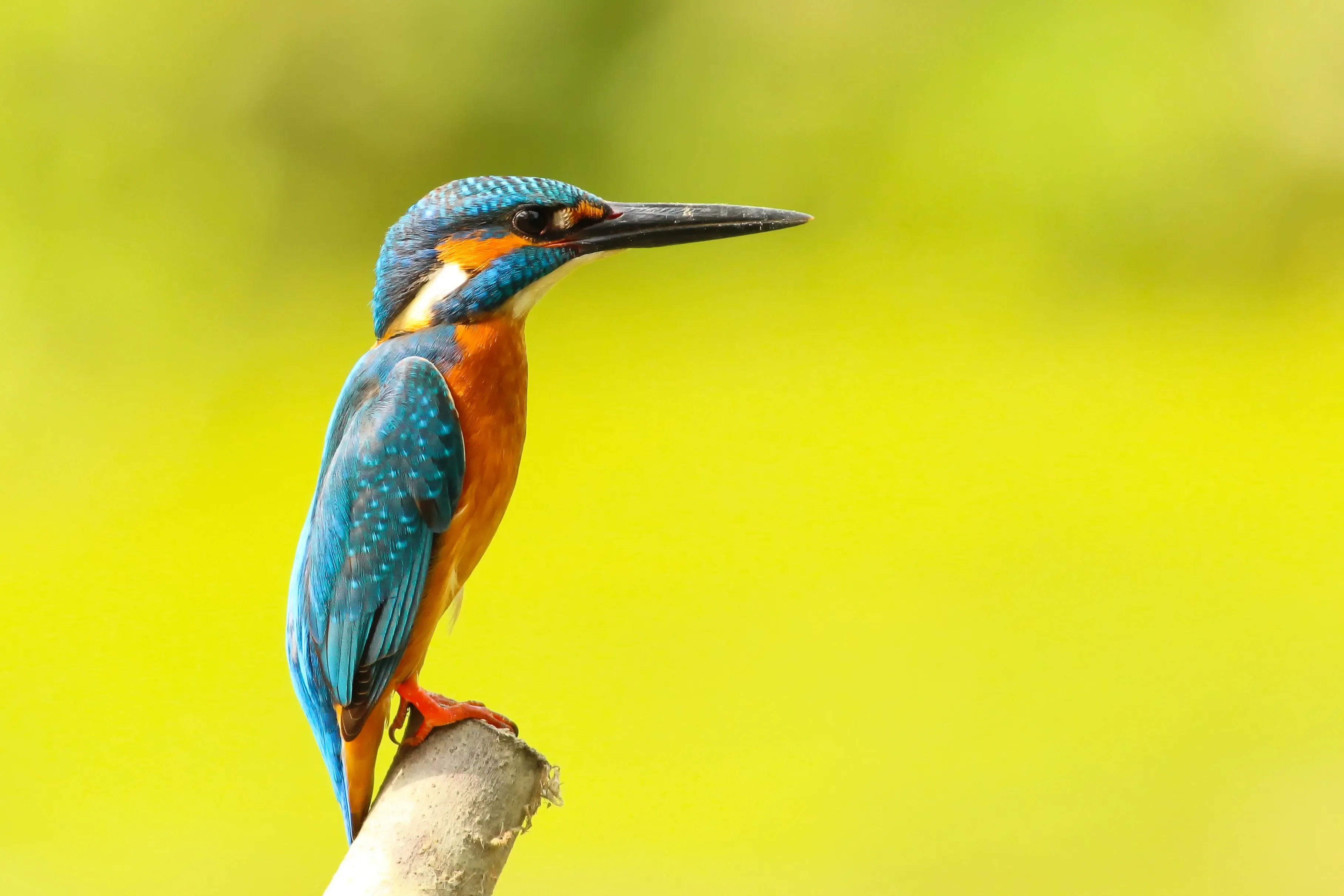 sundarban kingfisher